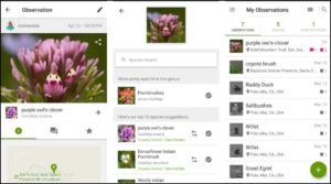 iNaturalist